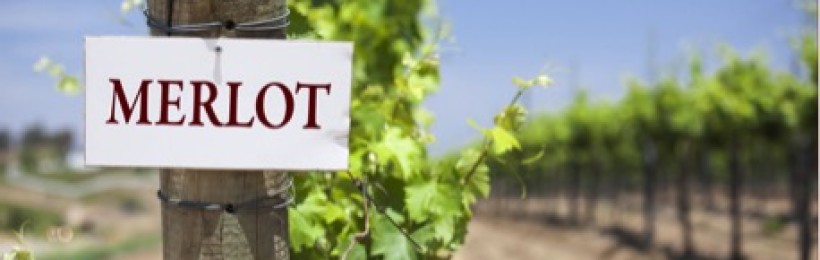 Merlot: The underappreciated wine