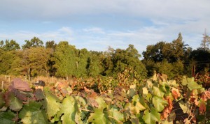 Mt. Vernon Winery