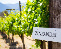 The best foods to pair with Zinfandel