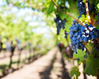 Gov. Brown declares September ‘California Wine Month’
